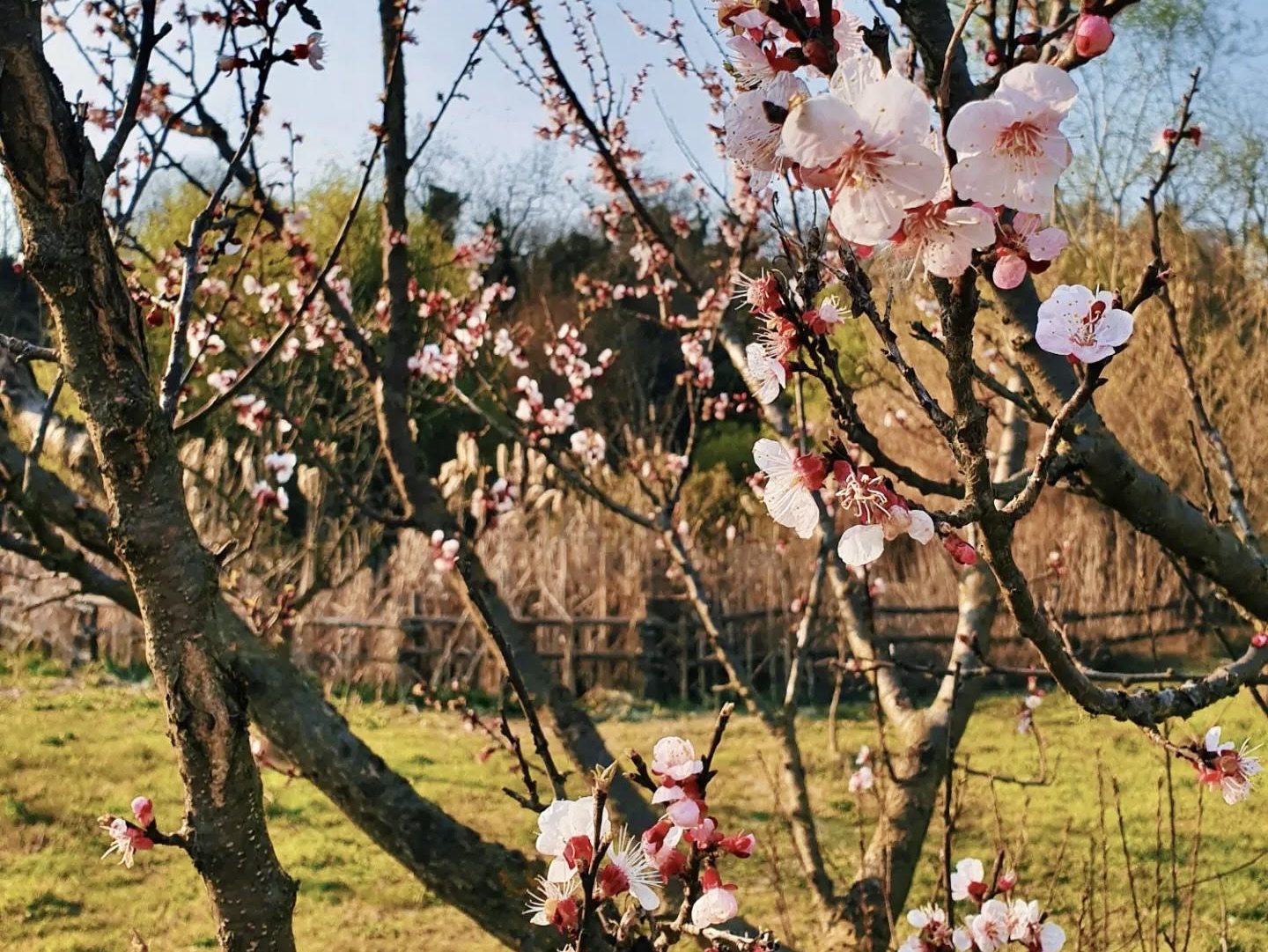 La Collina di Lorenzo