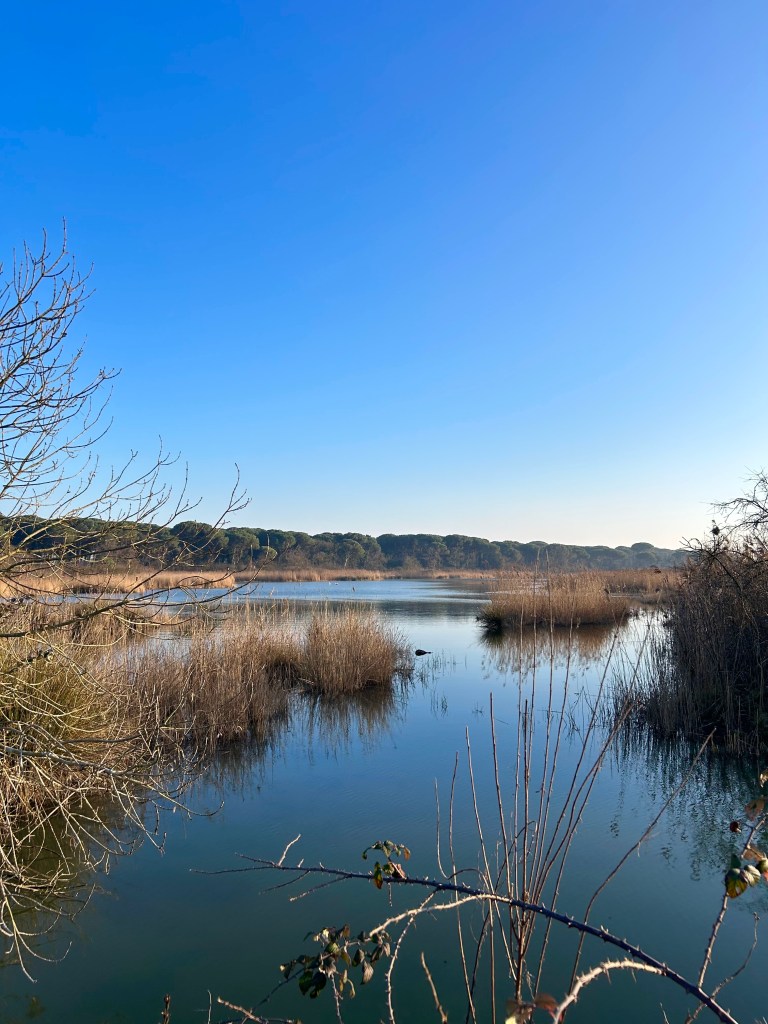 Pineta San Vitale Ravenna come arrivare
