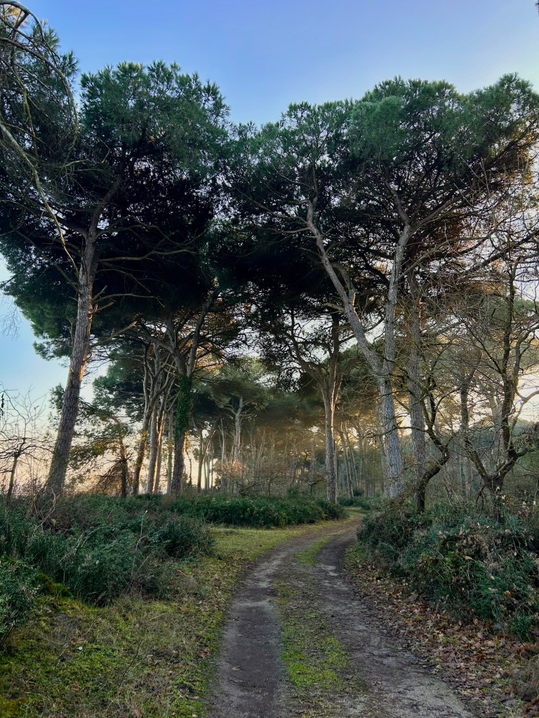 Pineta San Vitale Ravenna percorsi
