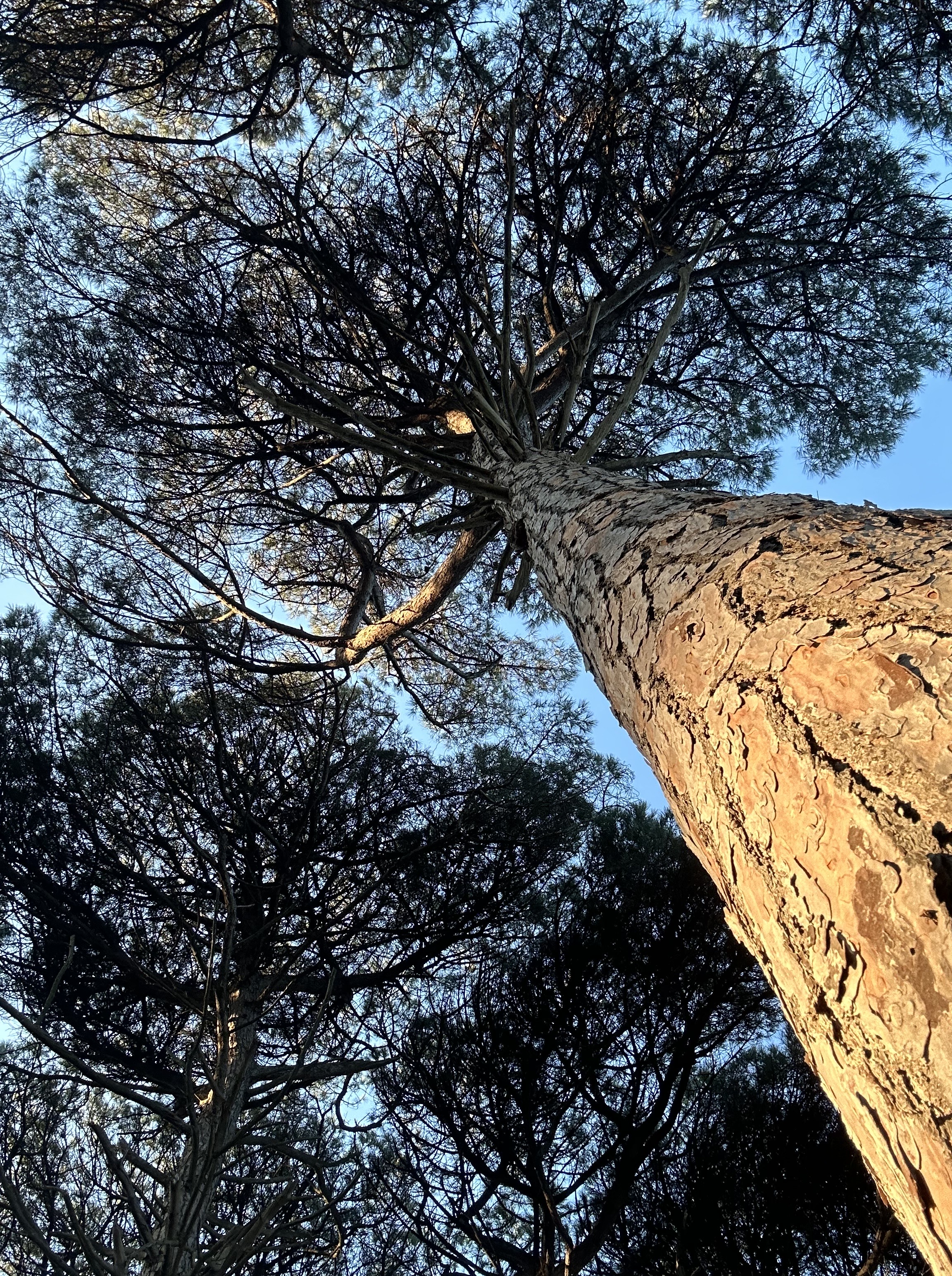 Pineta di San Vitale a Ravenna: da Ca’ Vecchia alla Pialassa della Baiona