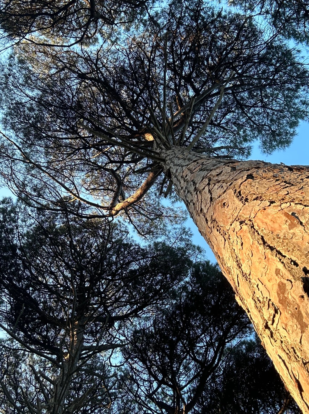 Pineta di San Vitale a Ravenna: da Ca’ Vecchia alla Pialassa della&nbsp;Baiona